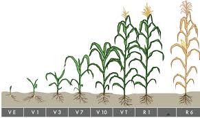 植物科学：发育、形成与生态管理 